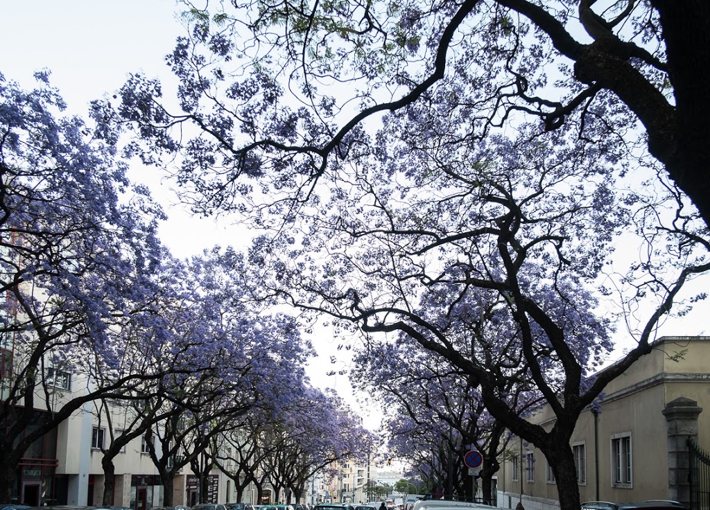 Fotografia de jacarandas em flor (Lisboa) em resposta a uma fotografia de Luis Ferreira, publicada nos media sociais. · mp