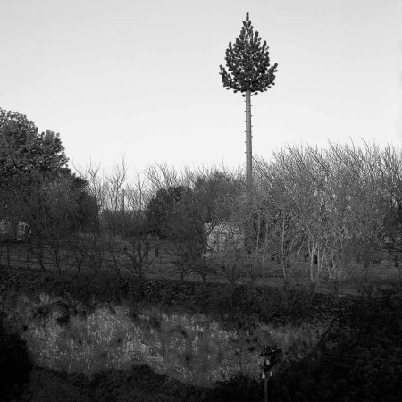s/t, "Árvores estranhadas", 2005 – · mp